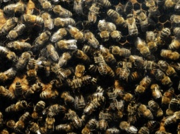 Жителя Красноярского края в его же квартире атаковал пчелиный рой