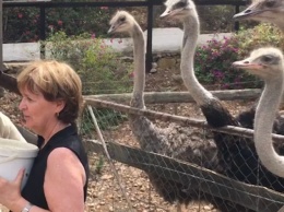 Женщина хотела сфотографироваться со страусами - еле осталась жива