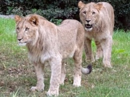 В Индии львы сбежали из заповедника
