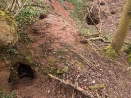 В Англии кролик показал людям подземный храм тамплиеров
