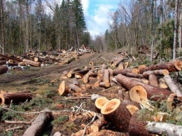 За самовольную вырубку леса предприятие в Черниговской области заплатило 50 тысяч гривен убытка