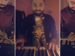 Кот, который мешает хозяину играть на пианино, стал хитом соцсетей