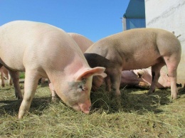 В неиссякаемый источник донорских органов превратят свиней