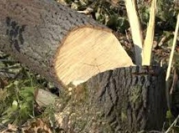 В Закарпатье погиб человек во время незаконной вырубки леса