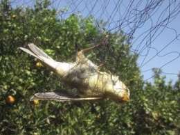 На британской базе на Кипре убиты почти миллион птиц
