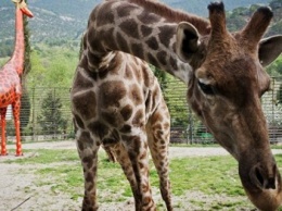 Крымский зоопарк «Сказка» закрывают по решению налоговой