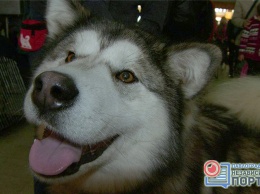 В Павлограде состоялась национальная выставка собак (ФОТО)