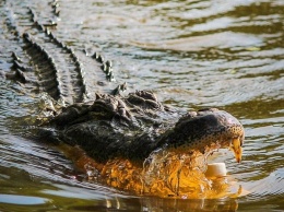 В Африке крокодил съел футболиста во время тренировки
