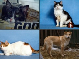 Джеки, Денни, Канди, Лумия и Мишка: четыре котика и собака, которые ищут дом