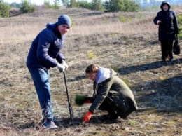 Кременчугские школьники посадили хвойный лес под Кременчугом (ФОТО)
