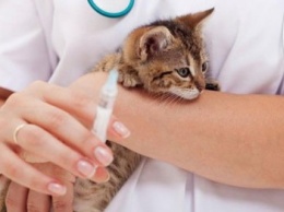 В Харькове стартовала плановая вакцинация домашних животных против бешенства