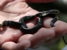 В Китае обнаружена двуглавая кобра