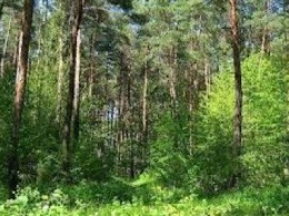 В Приазовских лесах проходит акция «Посади лес»
