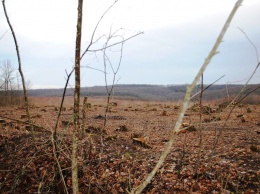 "Дикие туземцы": министра ткнули носом в варварскую вырубку леса для ЕС