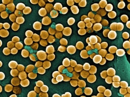 Низкая концентрация антибиотика усиливает сопротивление патогенных бактерий
