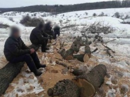 На Харьковщине продолжаются нелегальные вырубки лесов. Браконьеры "охотятся" за дубами и ясенями (ФОТО)