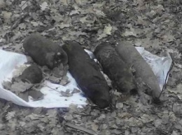 Опасные находки: жители Сумщины сообщают полиции о старых боеприпасах (+фото)