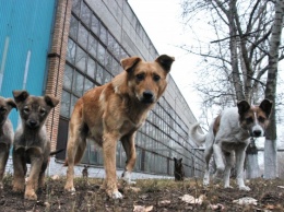 В Алчевске продолжают звучать выстрелы: убивают собак