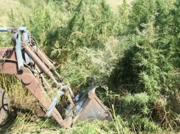 В Белогорском районе трактором уничтожили поле конопли (ФОТО)