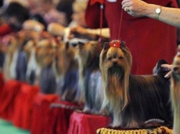 В Краматорске состоится выставка собак
