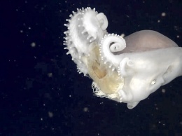 Ученые: осьминоги используют жалящих медуз в качестве оружия