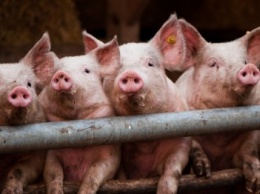 В Кременчугском районе два подростка украли свиней и продали их на мясо