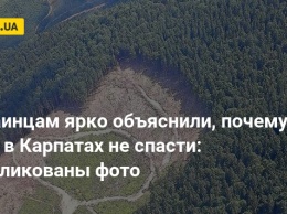 Украинцам ярко объяснили, почему леса в Карпатах не спасти: опубликованы фото