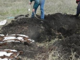 Найдены останки советских солдат. Работа Плацдарма у села Маяки Славянского района