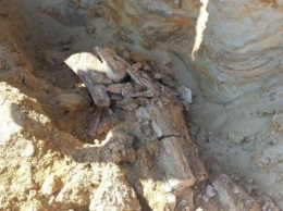 В песчаном карьере Одесской области нашли кости древнего хоботного: университетским ученым они не нужны
