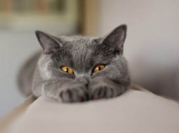 Ученые разрушили миф о кошачьем эгоизме