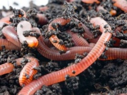 Полтавскому фермеру черви помогают выращивает экопродукцию