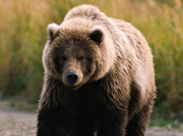 Медведя, над которым издевались на Курилах, решили не отстреливать