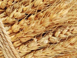 Китай рассчитывает возобновить импорт зерна из России