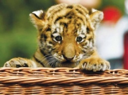 Ранивший амурского тигренка браконьер написал явку с повинной