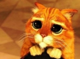 Настоящий «кот в сапогах» покорил пользователей сети (ВИДЕО)