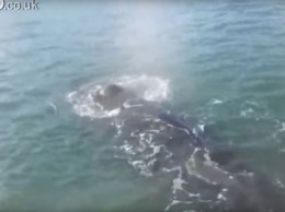 Запутавшийся в сетях кит подплыл к людям в надежде на спасение (видео)