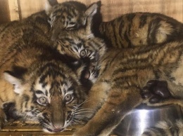 Трое тигрят из Николаевского зоопарка в маленькой клетке неделю простояли в аэропорту Бейрута - по ним ползали черви и опарыши