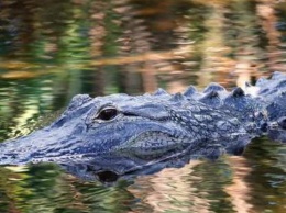 В Африке крокодил откусил туристу ногу