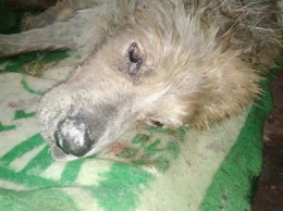 В Кременчуге собака тонула в болоте (фото)
