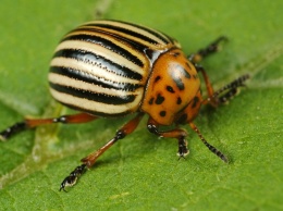 Ученые: Колорадские жуки умеют избегать хищников