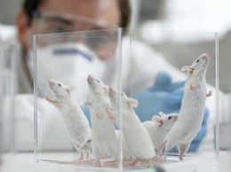 Мышиные мозги хранят резервные копии воспоминаний