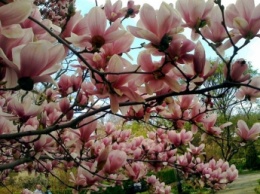 Как вырастить красавицу-магнолию на даче: сказочный сад уже этой весной!