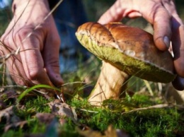Весной за грибами: что нужно знать, чтобы уберечь себя от отравления