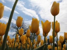 В Крыму стартовал "парад тюльпанов" (ФОТО)