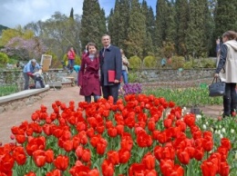 В Никитском ботаническом саду открыли парад тюльпанов и выбрали цветочный символ Кореиза