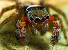 Австралийские ученые открыли 50 новых видов пауков за две недели