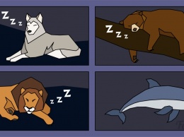Вы - медведь, лев, волк или дельфин? Узнайте свой тип сна!