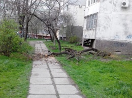 ОСМД в Херсоне на Карбышева борется с опасными ветками (фотофакт)