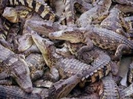 Квартиру жителя Канады "оккупировали" более 150 крокодилов (ВИДЕО)