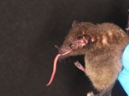 В джунглях Амазонки обнаружили летучую мышь с самым длинным языком на планете